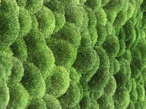 parede de musgo Modelo 3D