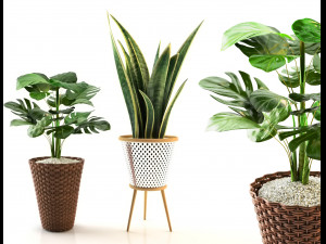 plant collection 02 3D 모델
