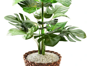 plant collection 02 3D Model