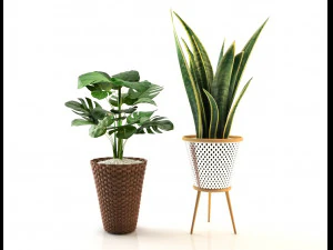 plant collection 02 3D Model