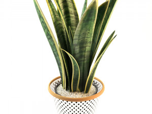 plant collection 02 3Dモデル
