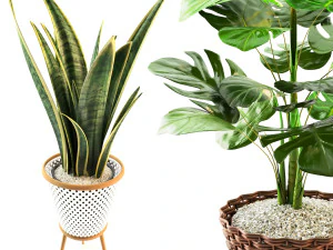 plant collection 02 3D Model