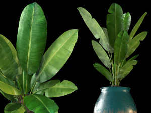 pohon pisang Model 3D