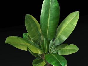 banana tree 3D Model