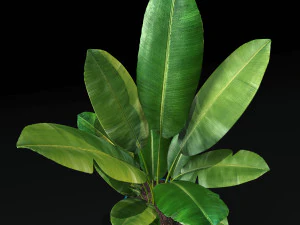 pohon pisang Model 3D