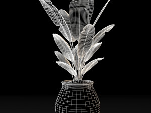 banana tree 3D Model