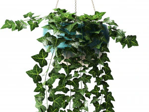 hedera h&eacute;lice Modelo 3D