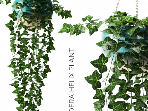 헤데라 나선 3D 모델