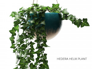 hedera helix 3D Модель