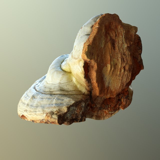 forest mushroom - polypore - ganoderma 3d 3D Модель .c4d .max .obj .3ds .fbx .stl .blend 