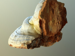 forest mushroom - polypore - ganoderma 3d 3D Модель