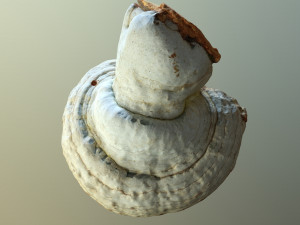 forest mushroom - polypore - ganoderma 3d 3D Модель