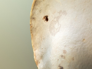 forest mushroom - polypore - ganoderma 3d 3D Модель