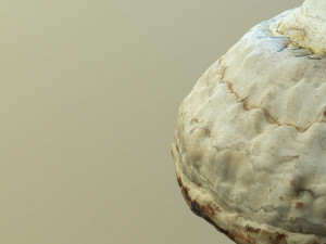 forest mushroom - polypore - ganoderma 3d 3D Модель