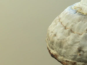 forest mushroom - polypore - ganoderma 3d 3D Model
