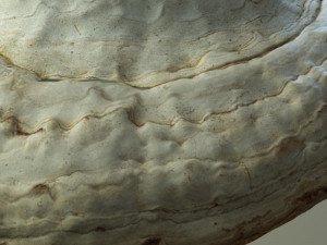 forest mushroom - polypore - ganoderma 3d 3D Модель