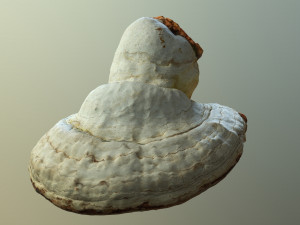 forest mushroom - polypore - ganoderma 3d 3D Модель