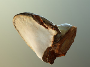 forest mushroom - polypore - ganoderma 3d 3D Модель