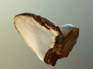 forest mushroom - polypore - ganoderma 3d 3D Model