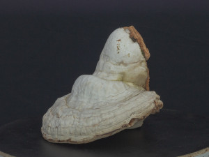 forest mushroom - polypore - ganoderma 3d 3D Модель