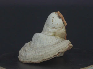 forest mushroom - polypore - ganoderma 3d 3D Model