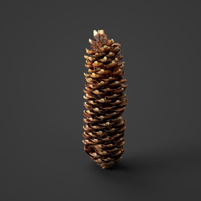 spruce cob - photo scan Model 3D .c4d .max .obj .3ds .fbx .stl .blend 