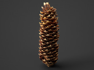 spruce cob - photo scan Modello 3D