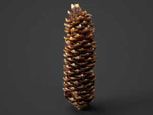 spruce cob - photo scan 3D Model