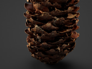spruce cob - photo scan Model 3D