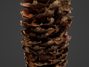 spruce cob - photo scan Model 3D