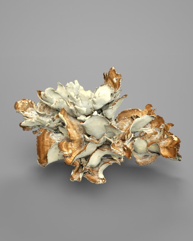 8k big mushroom - meripilus giganteus 3D Модель .c4d .max .obj .3ds .fbx .stl .blend 