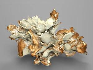 8k big mushroom - meripilus giganteus Modello 3D