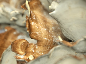 8k big mushroom - meripilus giganteus 3D Модель
