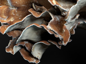 8k big mushroom - meripilus giganteus 3D Модель