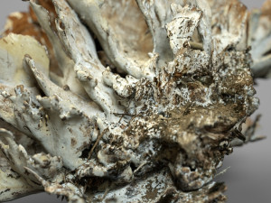 8k big mushroom - meripilus giganteus 3D Модель