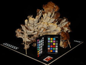 8k big mushroom - meripilus giganteus 3D Модель