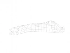 pig foot raw - 3d scan 3D Model