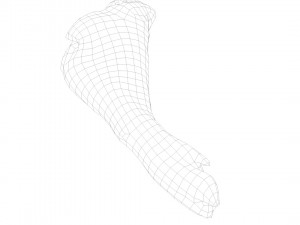 pig foot raw - 3d scan 3D 模型