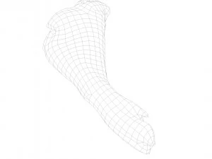 pig foot raw - 3d scan 3D Model