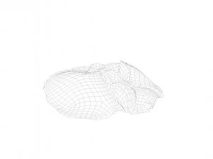 pig leg raw - 3d scan 3D Model