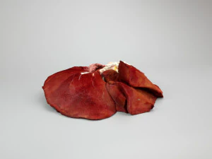 pig liver raw - 3d scan 3D Model