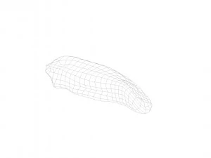 pig tongue raw - 3d scan 3D Model
