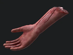 Severed arm 3D Model