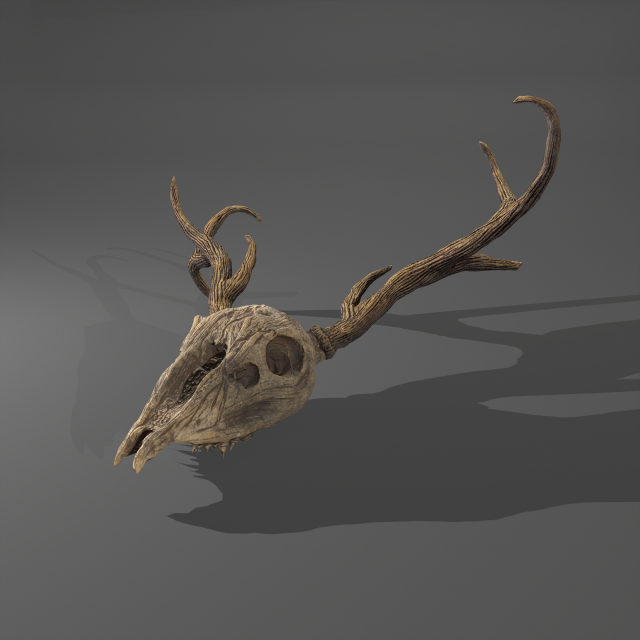 Stag skull Modelo 3D .c4d .max .obj .3ds .fbx .stl .blend 