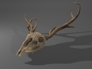 Stag skull 3D Модель
