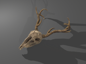 Stag skull Modelo 3D