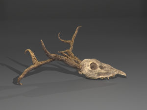 Stag skull Modelo 3D
