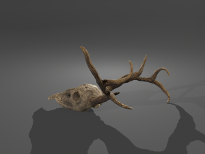 Stag skull Modelo 3D