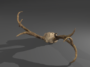 Stag skull Modelo 3D