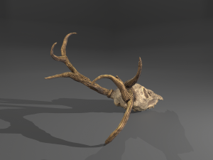 Stag skull Modelo 3D